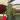 Anthurium Marmorathum thumbnail