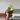 Philodendron Thai sunrise thumbnail