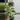 Philodendron Birkin 4 Inch Pot thumbnail