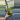 Florida ghost thumbnail