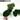 Anthurium Hoffmanii x AOS “Indo/Green Form” in Cataphyll thumbnail