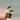 Philodendron Burle Marx thumbnail