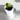 Anthurium Delta Force x Queen of Hearts Seedling thumbnail