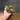 Philodendron verrucosum Netherlands thumbnail