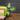 Philodendron florida beauty thumbnail