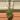 PS270 Euphorbia pubiglans thumbnail