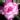 Adenium Good Luck thumbnail