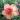 Adenium Peach thumbnail