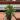 PS282 Rhipsalis salicornioides thumbnail