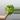 🌿 Lemon-Lime Heartleaf Philodendron – 4” Pot thumbnail