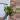 Variegated Shangrila pothos thumbnail
