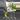 Philodendron Joepii GoG (Green on Green) thumbnail