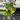 Philodendron White Knight Galaxy thumbnail