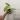 A17 Philodendron Painted Lady thumbnail