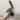 A15 philodendron billie thumbnail