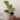 A19 Aglaonema Golden Florite thumbnail