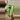 Alocasia maybe platinum thumbnail