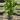 Fockea edulis thumbnail