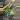 Syngonium Eclipes thumbnail