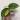 B9 Monstera Variegated Peru thumbnail