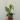 Hoya erythrina splash (0043) thumbnail