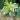 Monstera white monster acclimated tc growers choice thumbnail