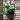 #29 Staghorn Fern thumbnail