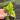 Yellow variegated musa starter plant growers choice thumbnail