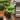 #21 Syngonium thumbnail
