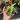 Alocasia Variegated thumbnail