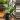 #26 Type Verracusa thumbnail