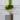 PRE-ORDER ALOCASIA CUPREA LATTE GOLD TISSUE CULTURE thumbnail