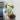 Large form Albo Monstera Delisciosa thumbnail