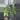 Variegated money tree thumbnail