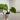 Alocasia Gaugeana Aurea thumbnail