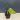 Monstera Thai constellation tricolor thumbnail