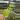 Monstera yellow Marilyn starter plant growers choice thumbnail