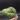 Hoya Joy Splash Cutting with growth point thumbnail
