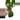 Hoya  Surigaoensis—Free Shipping thumbnail