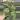 Philodendron white knight marble 4” pot specific plant thumbnail