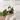 Reverted Syngonium Albo thumbnail