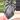 Dressleri rg f1A x carlablackiae Amanda seed thumbnail