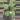 Philodendron white knight marble 4” pot specific plant thumbnail