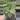 Philodendron white knight marble 4” pot specific plant thumbnail