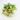 Variegated hoya ds-70 starter plant growers choice thumbnail