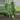 Philodendron patriciae starter plant growers choice thumbnail