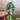Alocasia Yucatan Princess Aurea Corm thumbnail