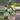 Philodendron White Princess Aurea thumbnail