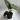 Xanthosoma Lindenii Magnificum 6" Pot thumbnail