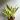 Sansevieria Lauren Golden 6" pot thumbnail